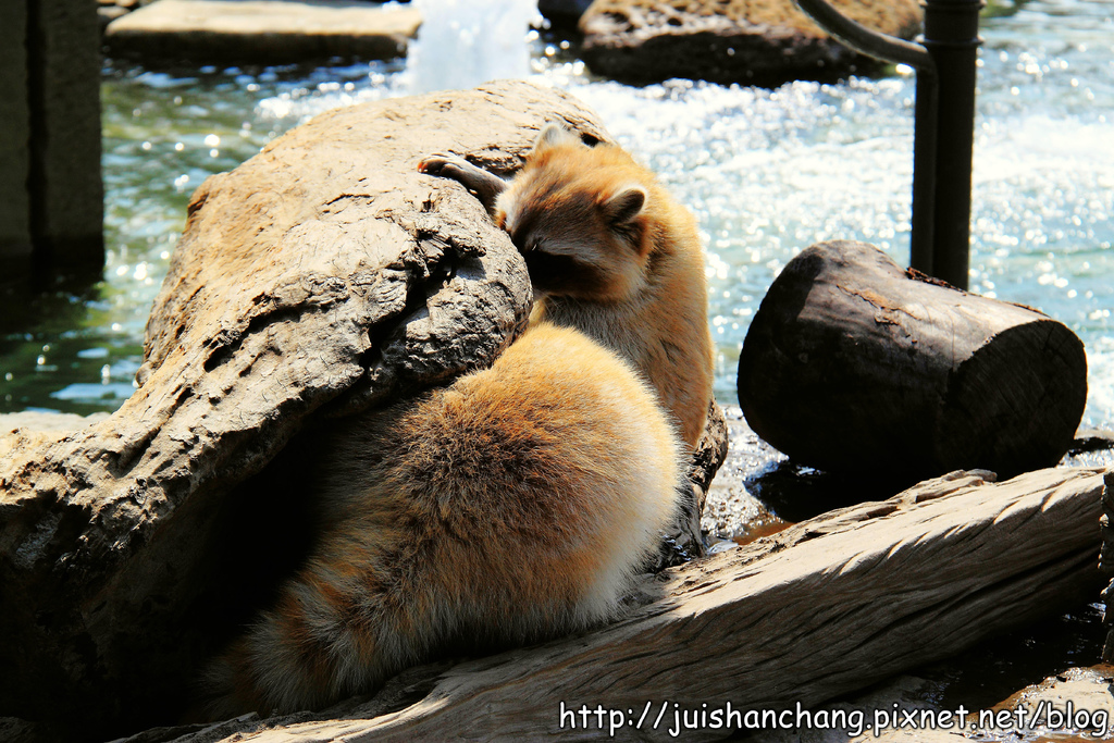 【南投猴探井旅遊景點】星月天空景觀餐廳~擁抱360度美景!