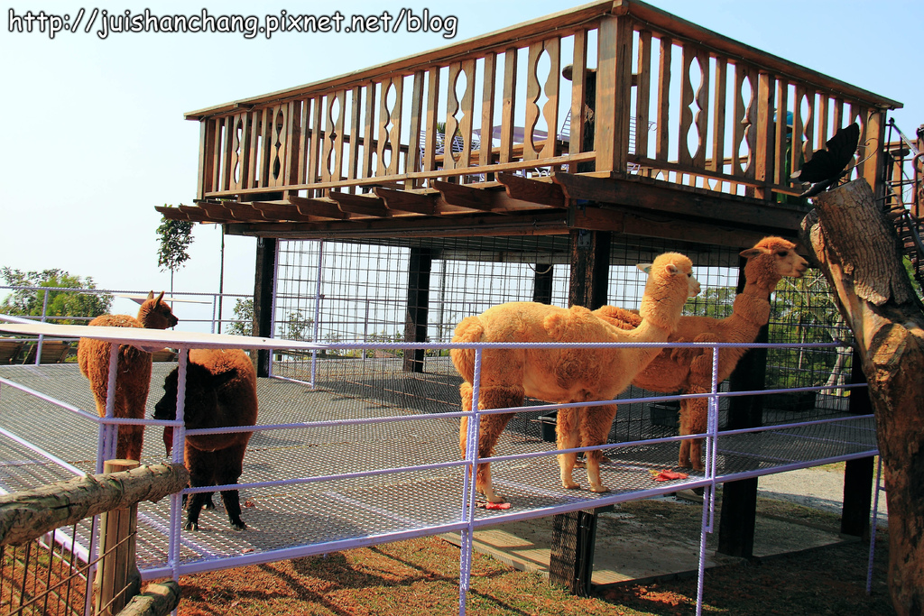 【南投猴探井旅遊景點】星月天空景觀餐廳~擁抱360度美景!