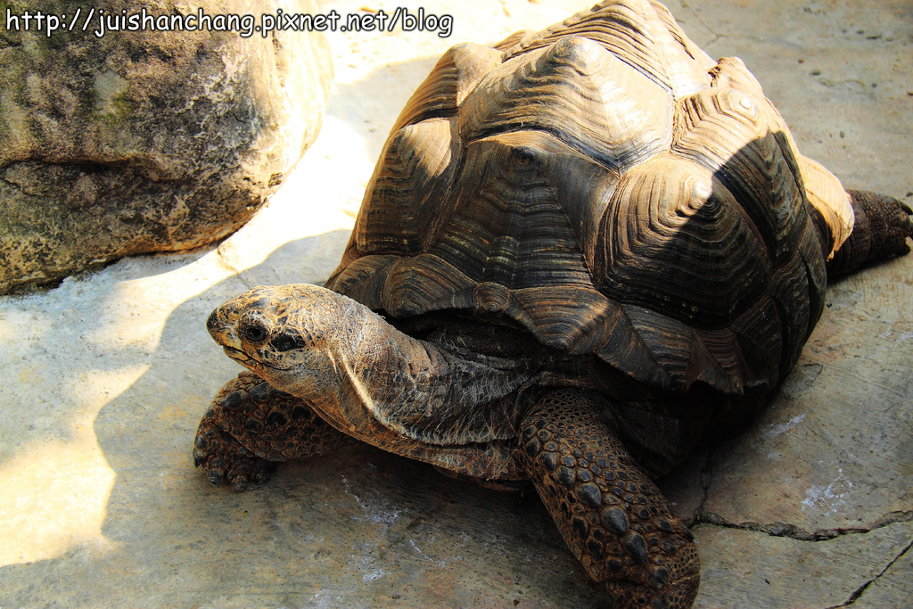 【南投猴探井旅遊景點】星月天空景觀餐廳~擁抱360度美景!