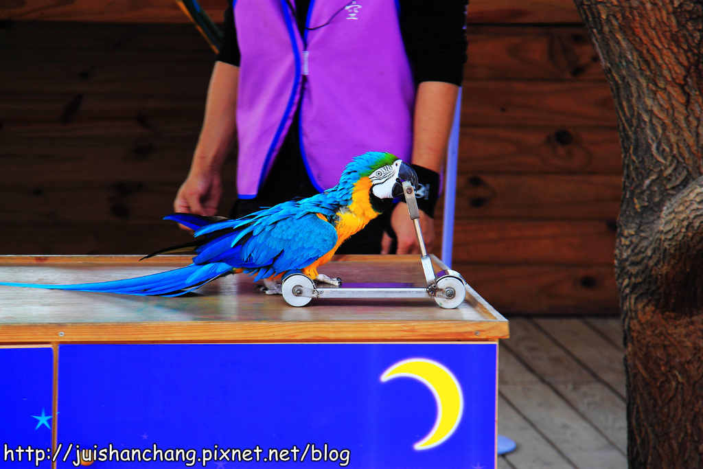 【南投猴探井旅遊景點】星月天空景觀餐廳~擁抱360度美景!