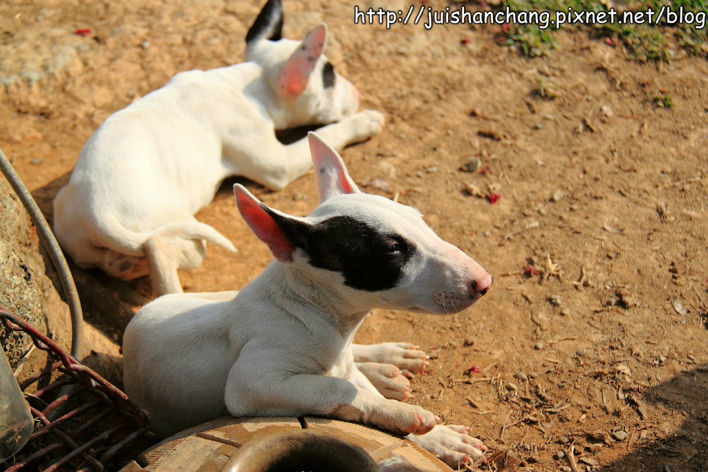 【南投猴探井旅遊景點】星月天空景觀餐廳~擁抱360度美景!
