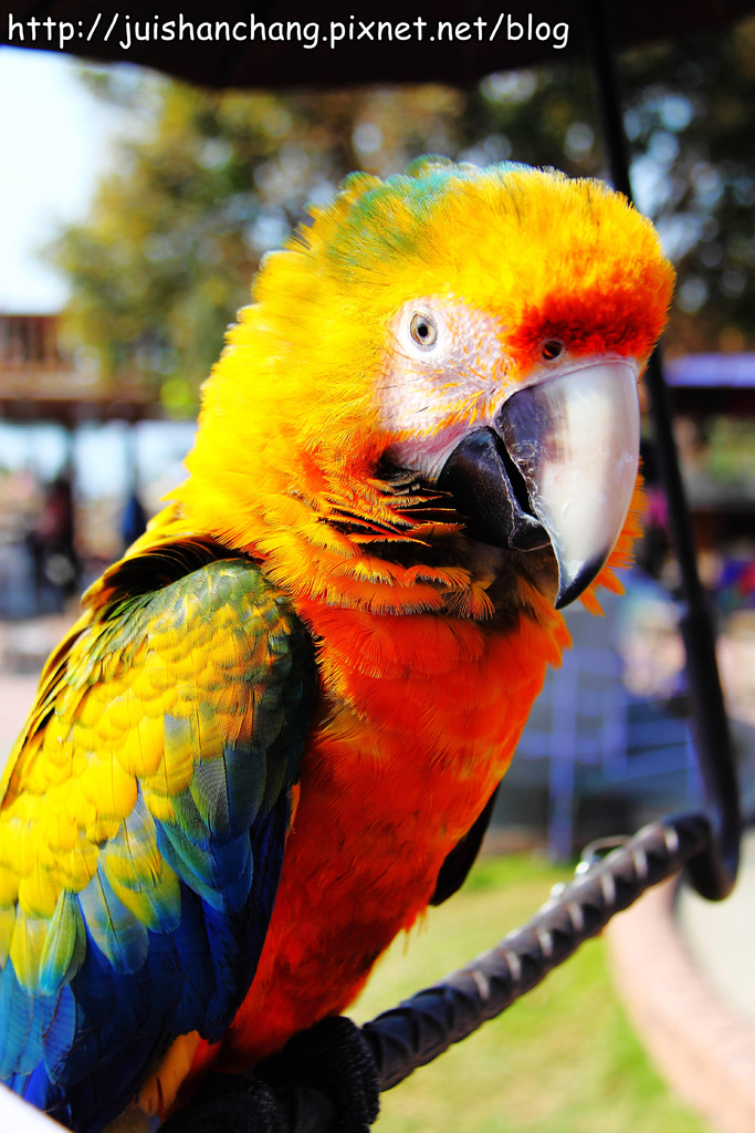 【南投猴探井旅遊景點】星月天空景觀餐廳~擁抱360度美景!