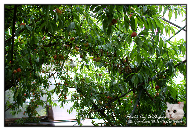 二訪MO MO 元山咖啡 水蜜桃園(台北陽明山)