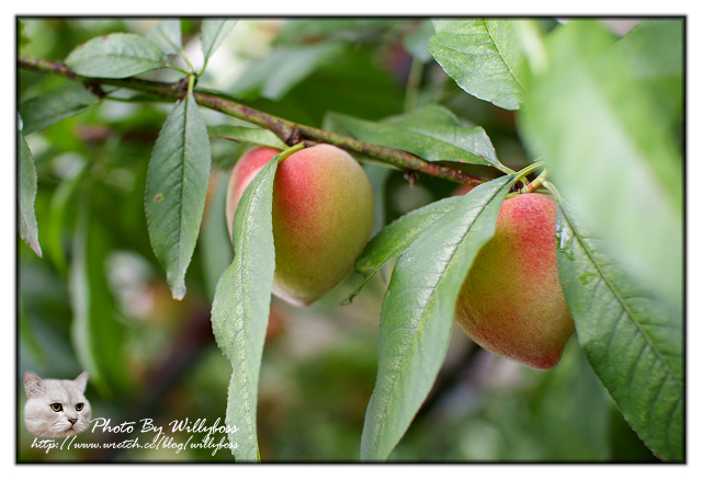 二訪MO MO 元山咖啡 水蜜桃園(台北陽明山)