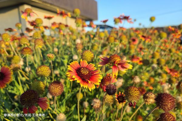 【彰化/芳苑】王功漁港