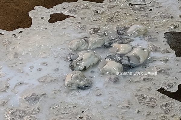 【彰化/芳苑】王功漁港