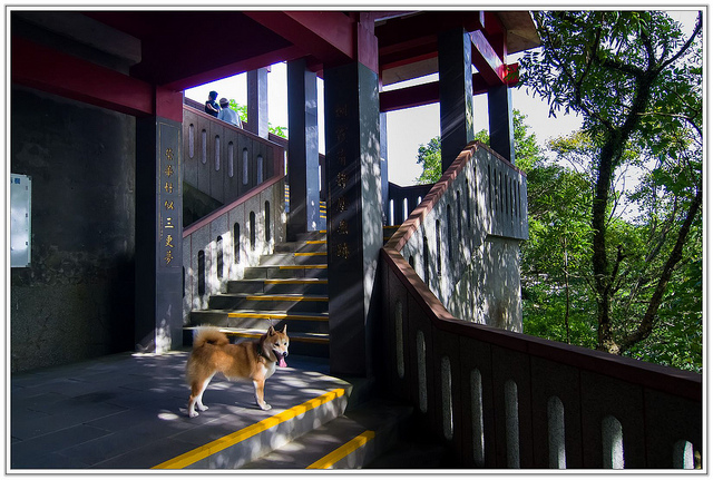╠台北旅遊╣香傳百年。悠然不朽-沒有紅楓依然優美愜意-汐止拱北殿