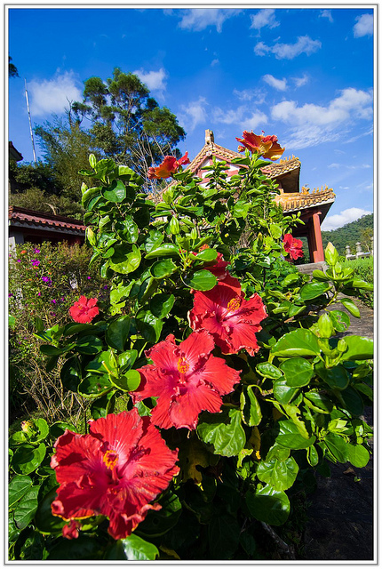 ╠台北旅遊╣香傳百年。悠然不朽-沒有紅楓依然優美愜意-汐止拱北殿
