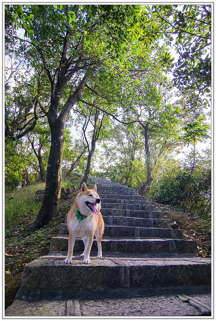 ╠台北旅遊╣香傳百年。悠然不朽-沒有紅楓依然優美愜意-汐止拱北殿