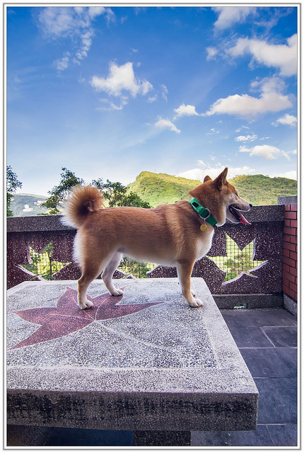 ╠台北旅遊╣香傳百年。悠然不朽-沒有紅楓依然優美愜意-汐止拱北殿