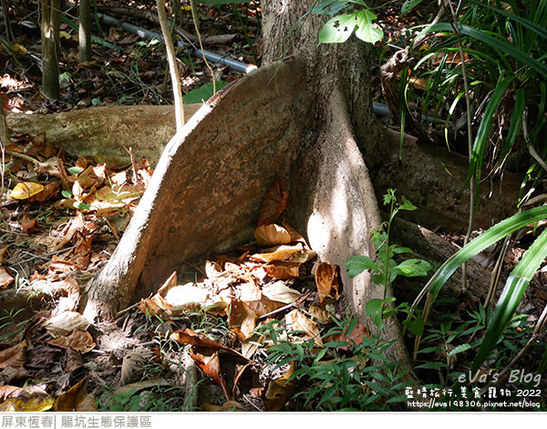 龍坑生態保護區-13.jpg