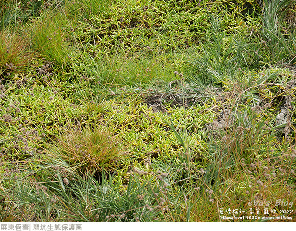 龍坑生態保護區-38.jpg