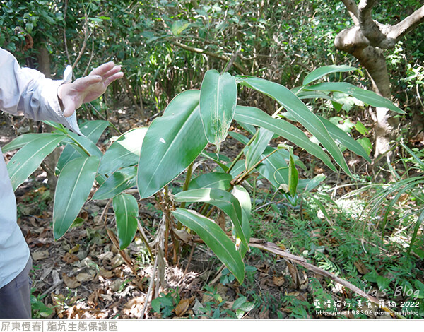 龍坑生態保護區-16.jpg