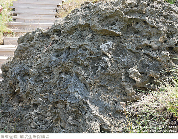 龍坑生態保護區-34.jpg