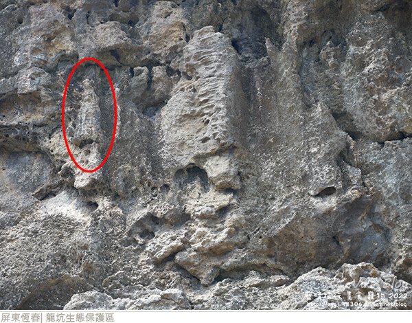龍坑生態保護區-71.jpg