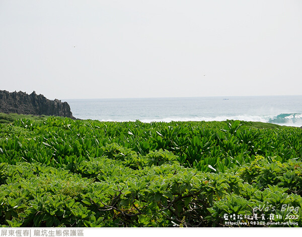 龍坑生態保護區-23.jpg