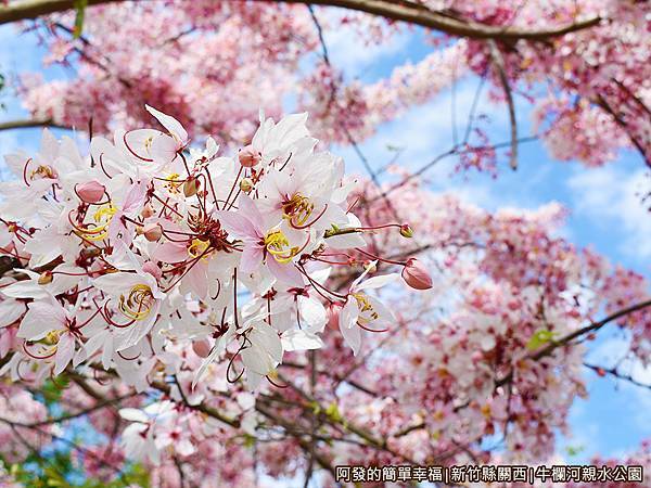 牛欄河親水公園12-泰國櫻花平地櫻花.JPG