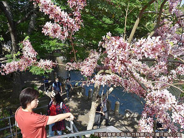 牛欄河親水公園21-階梯上貼近花旗木.JPG