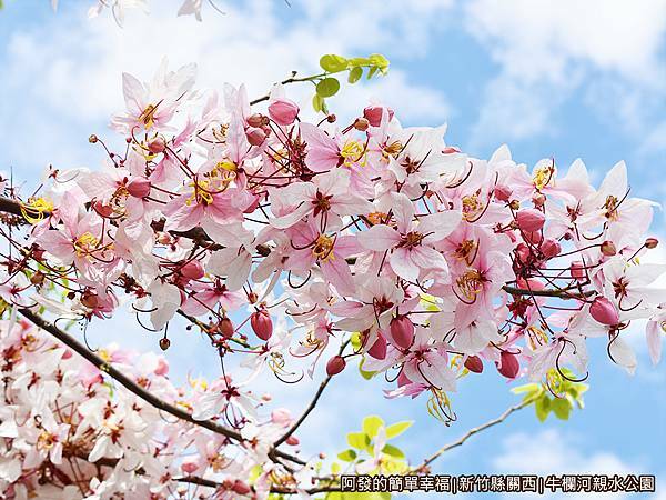 牛欄河親水公園13-比櫻花更大朵且茂密.JPG