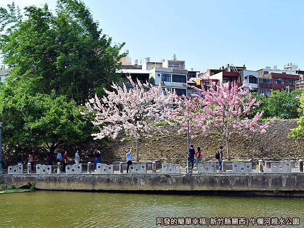 牛欄河親水公園05-西側河岸數棵盛綻花旗木.JPG