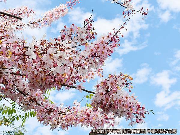 牛欄河親水公園14-整串粉嫩的花旗木大爆花.JPG