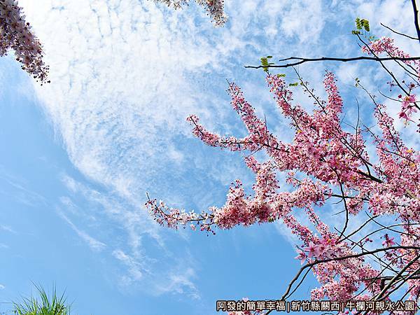 牛欄河親水公園19-粉嫩花朵高掛樹梢.JPG