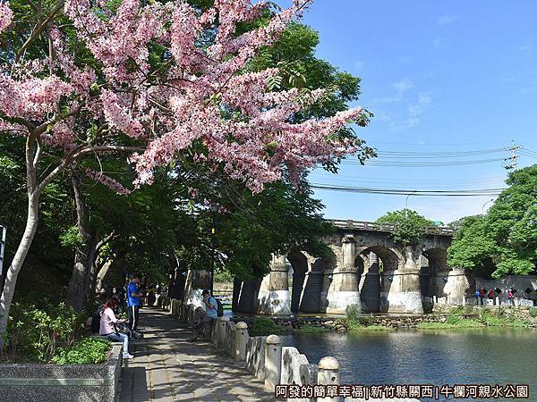 牛欄河親水公園20-花旗木古橋河畔美景.JPG
