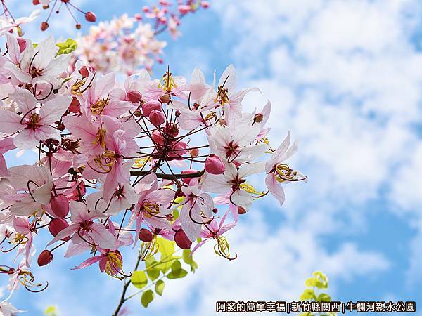 牛欄河親水公園18-藍天與粉花相映.JPG