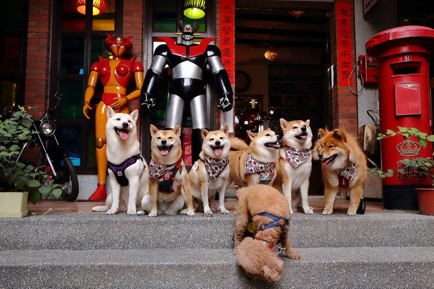 【食。彰化】童年往事莊園民宿〜彰化主題餐廳。懷舊復古餐廳帶我們一同「穿越」回到50年代！(寵物友善民宿+餐廳)