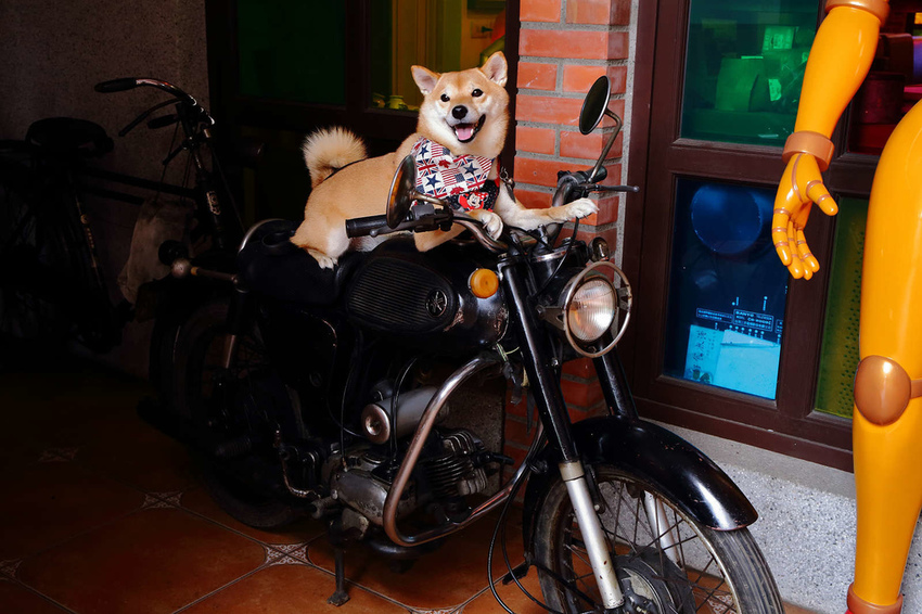 【食。彰化】童年往事莊園民宿〜彰化主題餐廳。懷舊復古餐廳帶我們一同「穿越」回到50年代！(寵物友善民宿+餐廳)