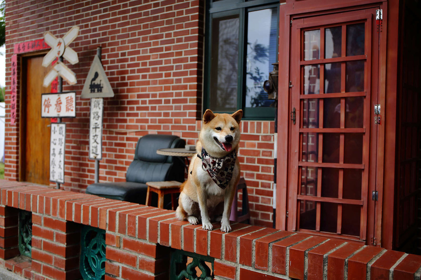 【食。彰化】童年往事莊園民宿〜彰化主題餐廳。懷舊復古餐廳帶我們一同「穿越」回到50年代！(寵物友善民宿+餐廳)