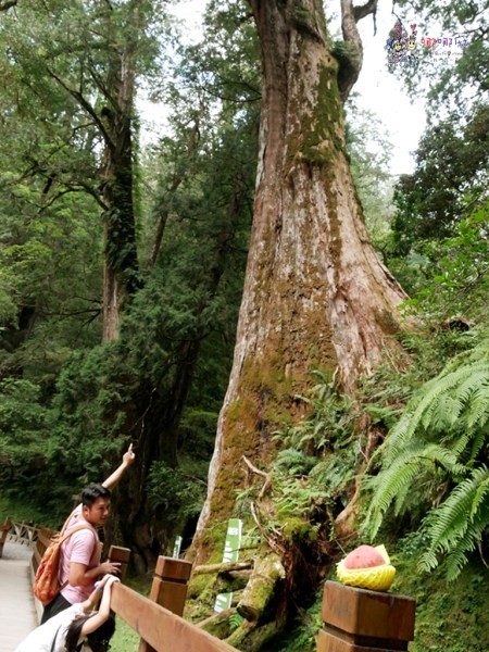 桃園美食,桃園旅遊,親子旅遊,拉拉山,水蜜桃,白桃冰,拉拉山巨木群