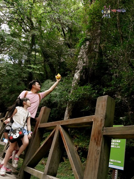 桃園美食,桃園旅遊,親子旅遊,拉拉山,水蜜桃,白桃冰,拉拉山巨木群
