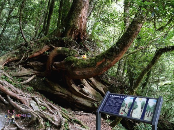 桃園美食,桃園旅遊,親子旅遊,拉拉山,水蜜桃,白桃冰,拉拉山巨木群