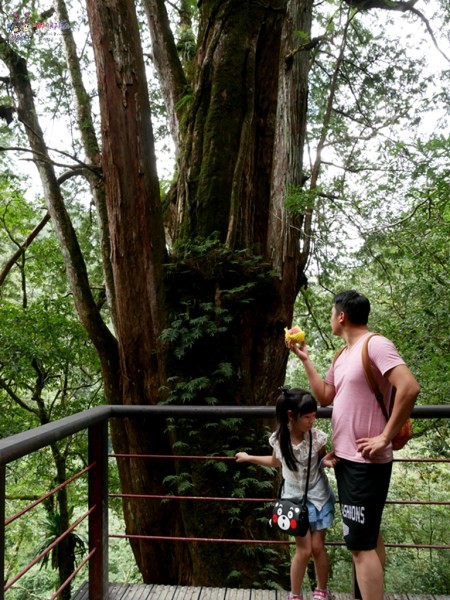 桃園美食,桃園旅遊,親子旅遊,拉拉山,水蜜桃,白桃冰,拉拉山巨木群