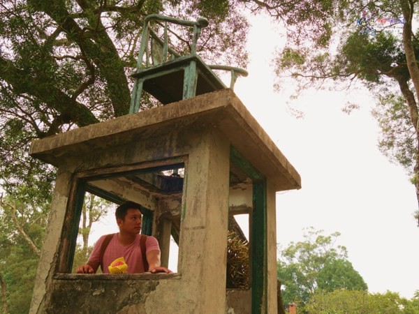 桃園美食,桃園旅遊,親子旅遊,拉拉山,水蜜桃,白桃冰,拉拉山巨木群