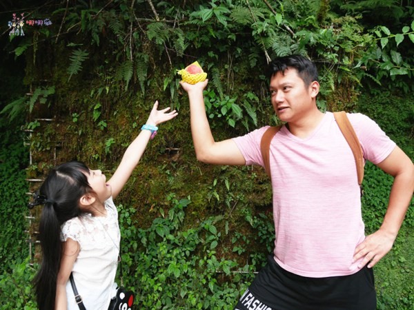 桃園美食,桃園旅遊,親子旅遊,拉拉山,水蜜桃,白桃冰,拉拉山巨木群