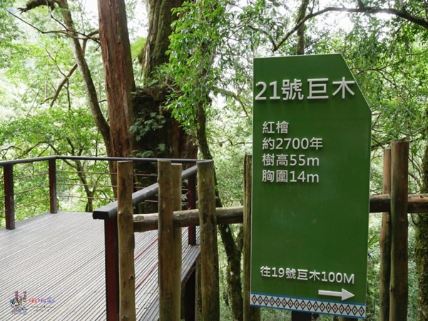 桃園美食,桃園旅遊,親子旅遊,拉拉山,水蜜桃,白桃冰,拉拉山巨木群