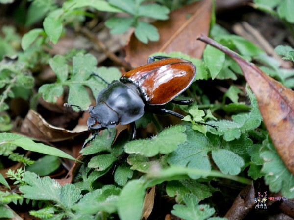桃園美食,桃園旅遊,親子旅遊,拉拉山,水蜜桃,白桃冰,拉拉山巨木群