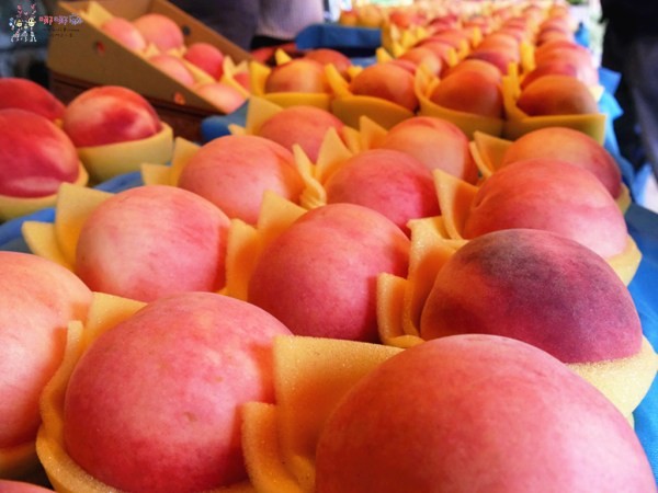 桃園美食,桃園旅遊,親子旅遊,拉拉山,水蜜桃,白桃冰,拉拉山巨木群