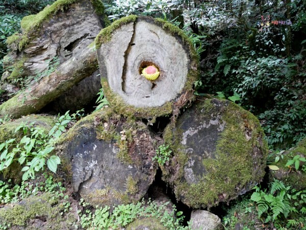 桃園美食,桃園旅遊,親子旅遊,拉拉山,水蜜桃,白桃冰,拉拉山巨木群