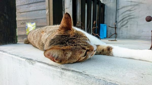 48423001_2186854384679572_5775629637476417536_n