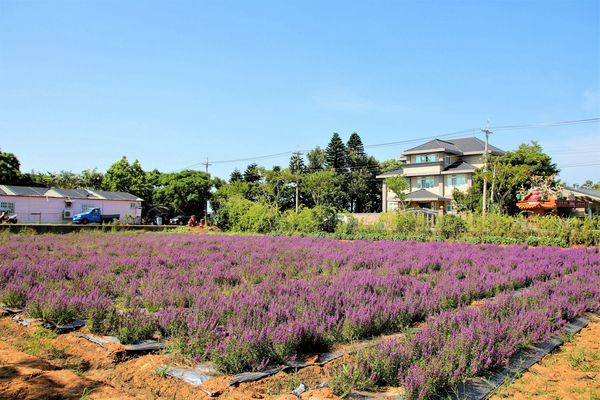 青林農場：【桃園觀音景點】青林農場~南洋風味主題餐廳，乾燥花工坊DIY，搭火車，烤肉，餵兔子，50元門票可全額折抵消費
