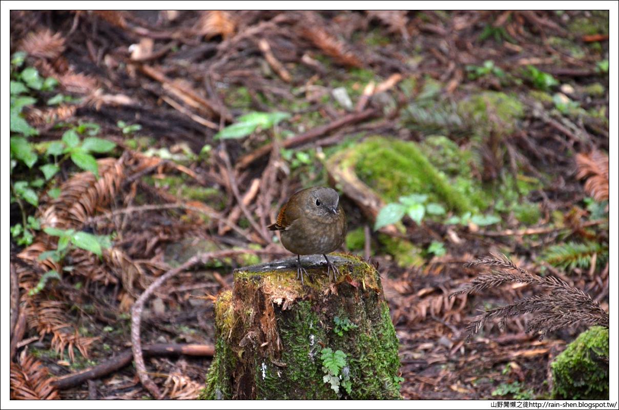 【南投】鹿谷．溪頭森林遊樂園區（附地圖）