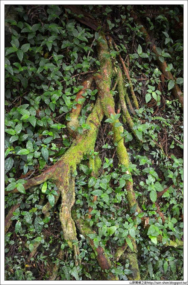 【南投】鹿谷．溪頭森林遊樂園區（附地圖）