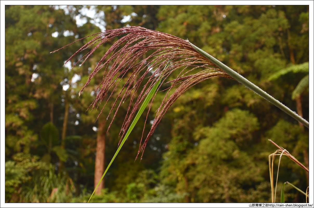 【南投】鹿谷．溪頭森林遊樂園區（附地圖）