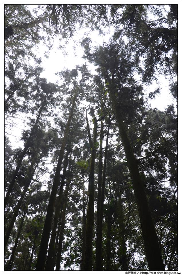 【南投】鹿谷．溪頭森林遊樂園區（附地圖）