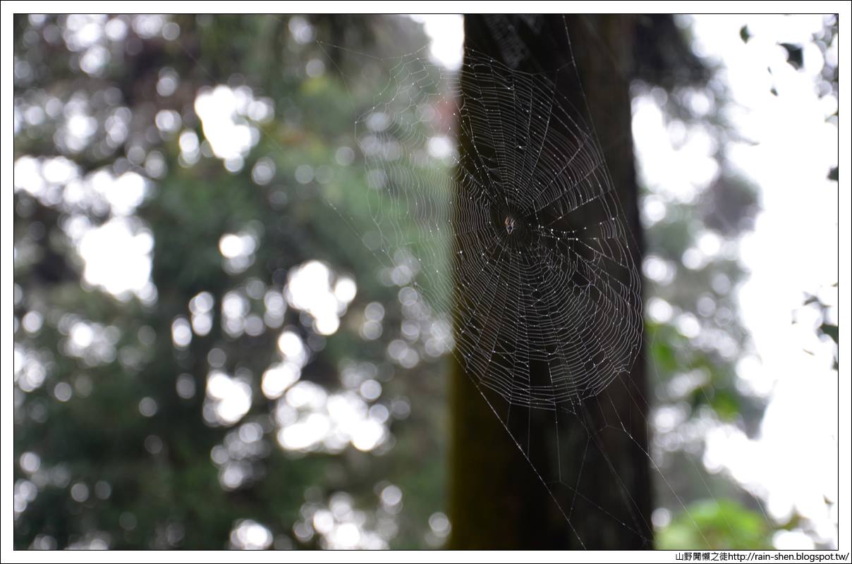 【南投】鹿谷．溪頭森林遊樂園區（附地圖）