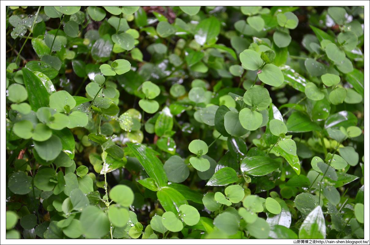 【南投】鹿谷．溪頭森林遊樂園區（附地圖）