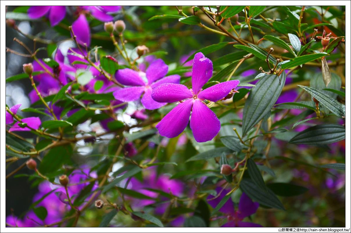 【南投】鹿谷．溪頭森林遊樂園區（附地圖）